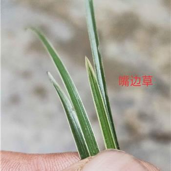 嘴邊