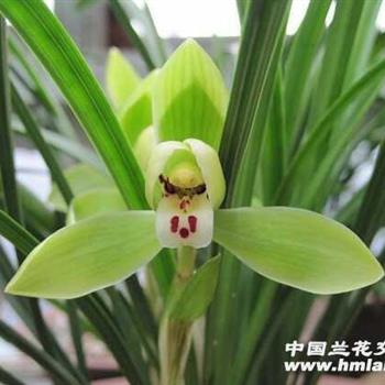 龍字