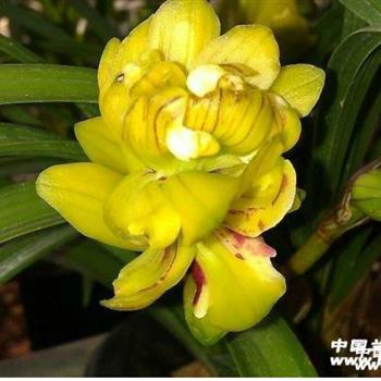 荷奇