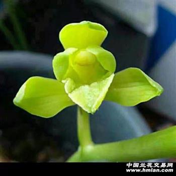 荷素