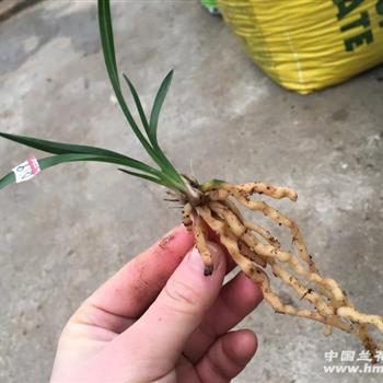 绿云