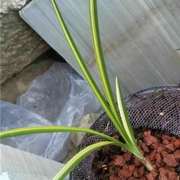 搞草