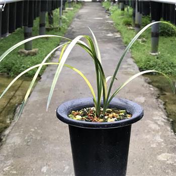 云海