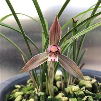 红花