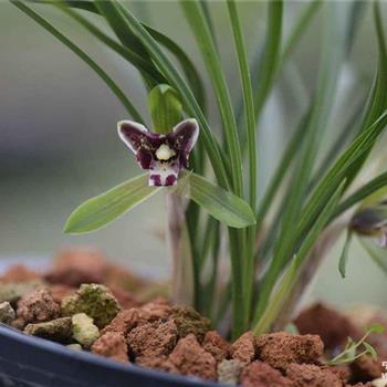 黑猫2苗带1大芽