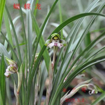 5楼顶露天种养 春兰奇花名品 蝴蝶龙