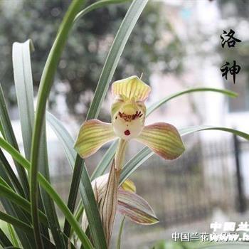 洛神