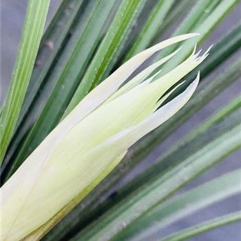 (2019惠拍)头年来花苞红蕙好赌苞