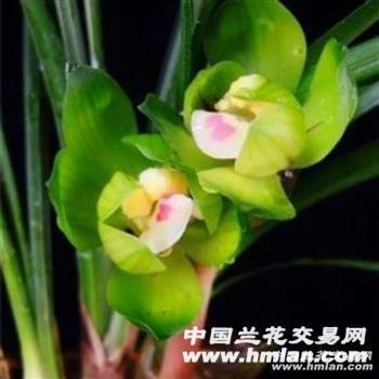 绿云