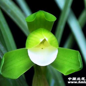 皓月