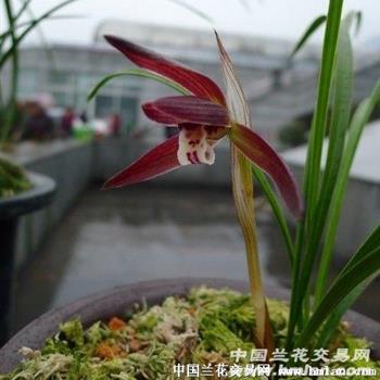 元红