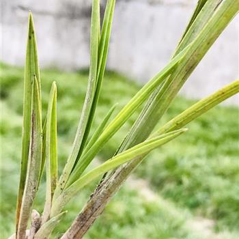 (2019惠拍)乳化头下山好蕙好赌梅草