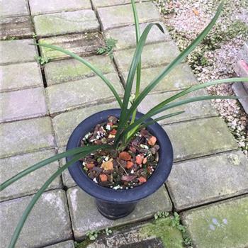 祥荷