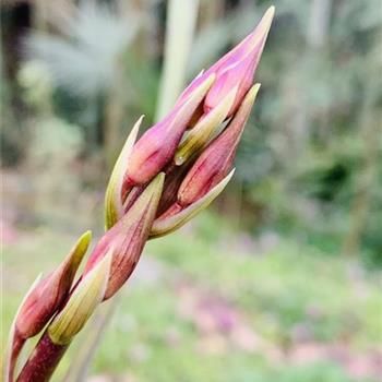 (2019惠拍)头年来色花苞红蕙赌色花