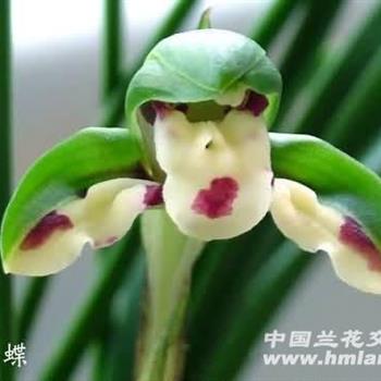 冠蝶