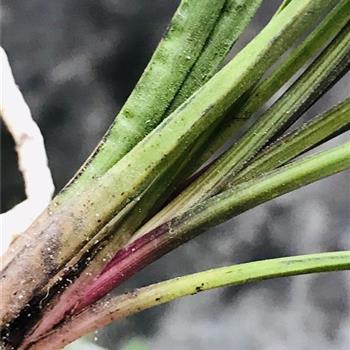 (2019惠拍)皱皮红蕙好赌草