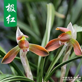 极红
