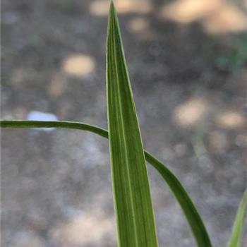 下山寒兰带龙根边抓艺