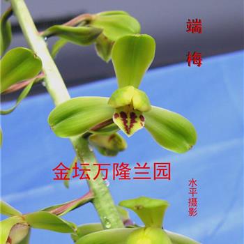 端梅