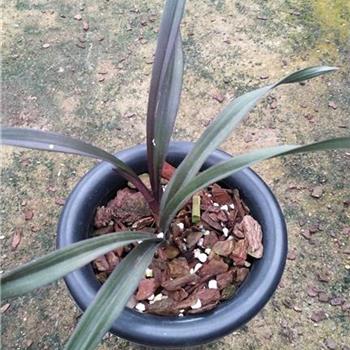 红草