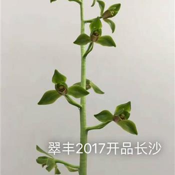 翠丰