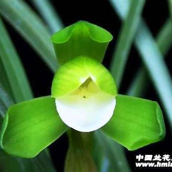 皓月