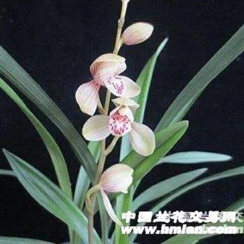 君荷