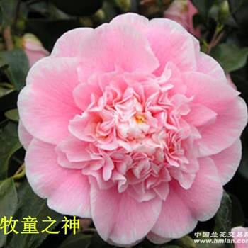 牧童之神茶花新品巨型花