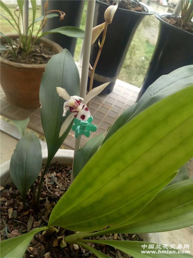兔耳兰无香吗-其他花卉-中国兰花交易网社区