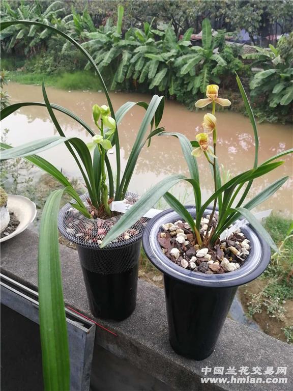 君荷,素君荷开花对比-种养心得-中国兰花交易网社区
