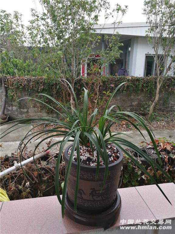 **秦深素(150)**-蕙兰篇-中国兰花交易网社区