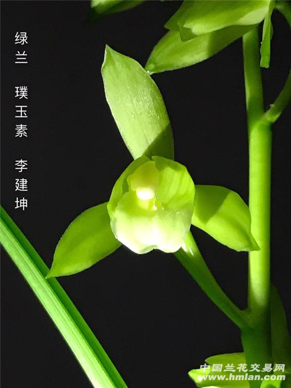 无量璞玉素花开-送春篇-中国兰花交易网社区