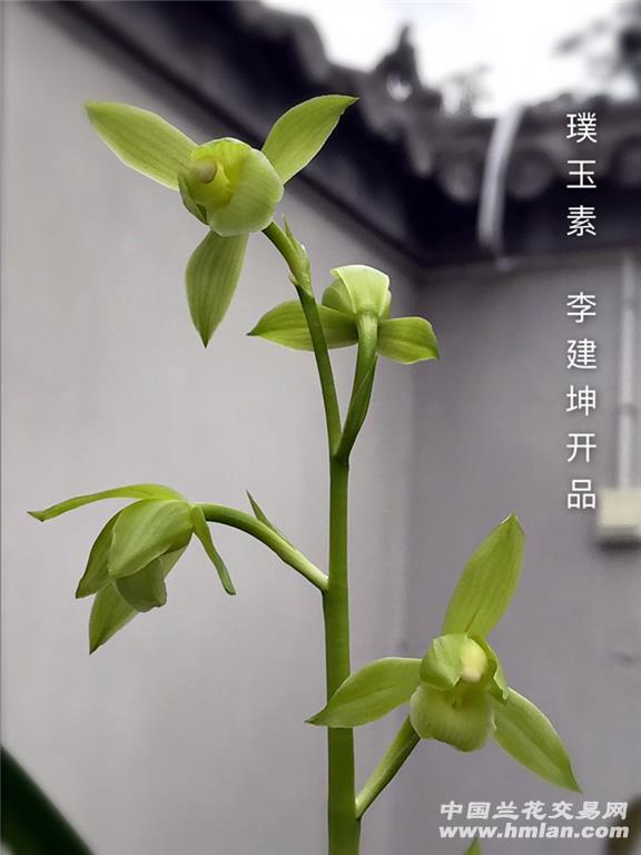 无量璞玉素花开-送春篇-中国兰花交易网社区