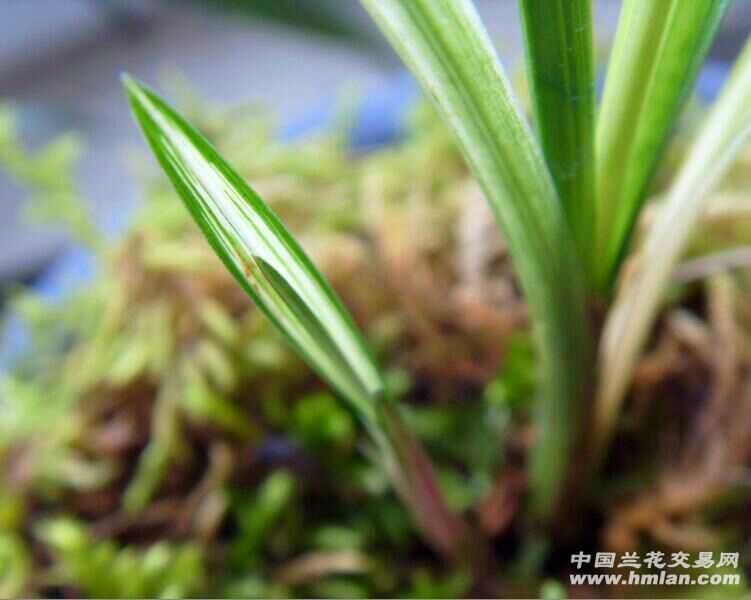 春剑艺草