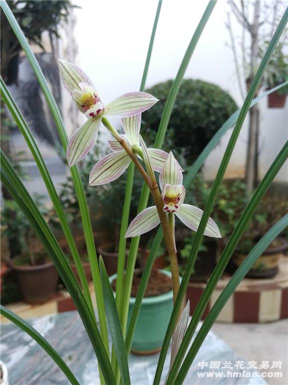 莲瓣兰复色花一七彩永昌