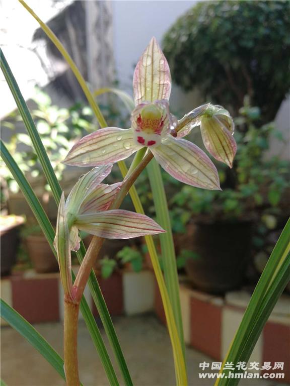 莲瓣兰复色花一七彩永昌