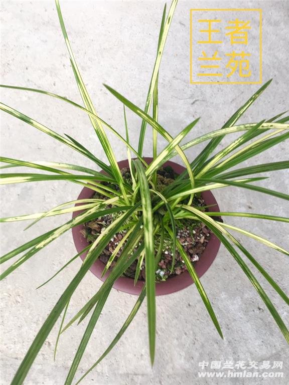 蕙兰虎斑-蕙兰篇-中国兰花交易网社区