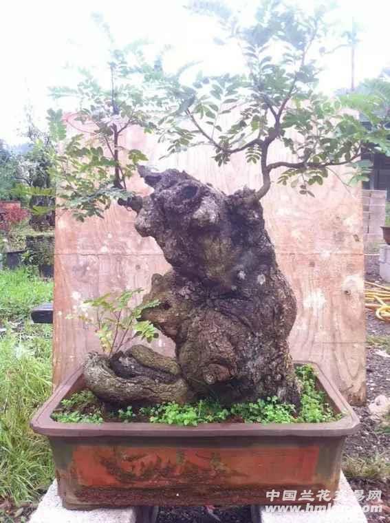 盆景熟桩来欣赏