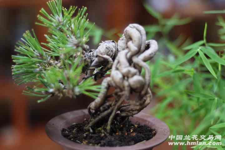 三河黑松