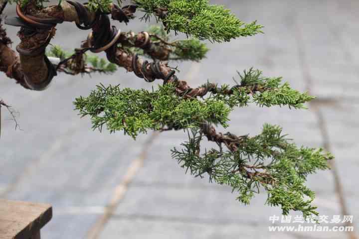 临水式纪州真柏