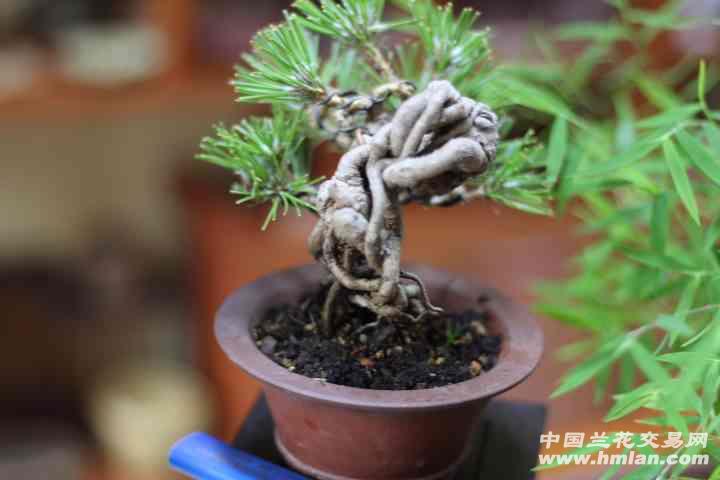三河黑松