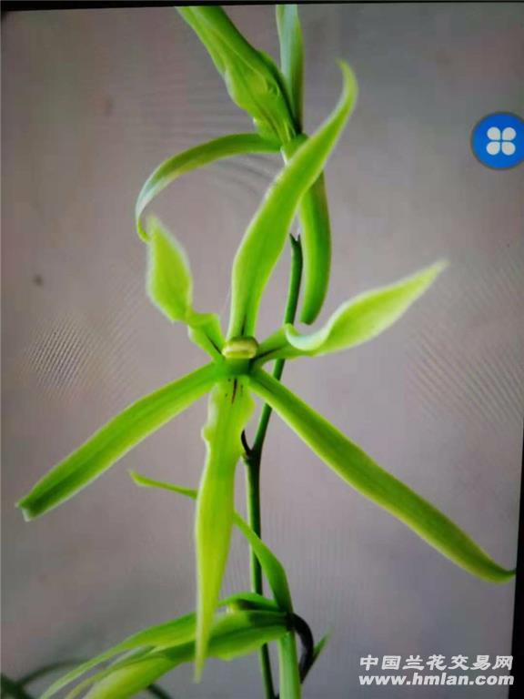 寒兰六瓣奇花 复花-寒兰篇-中国兰花交易网社区