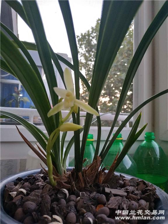 大凤素三朵花,深秋开放