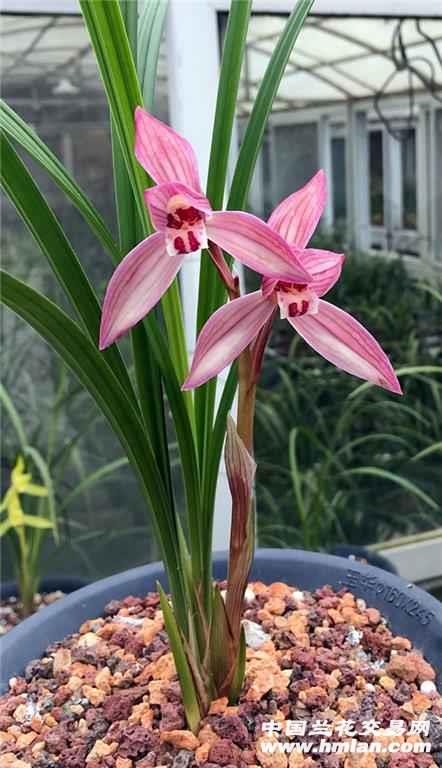 春剑红花,求鉴定