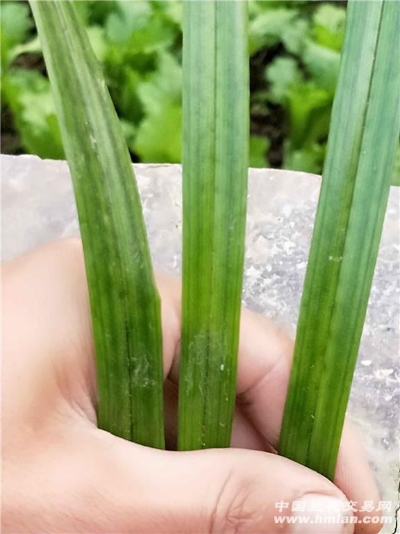 寒兰苗青文斑草