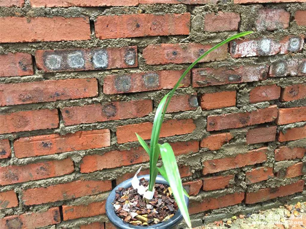 店家说是丹霞白素荷,求指教