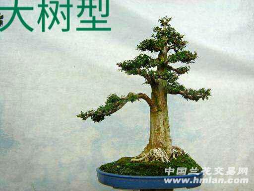 粗略的给大家分享一些盆景形态和枝条!