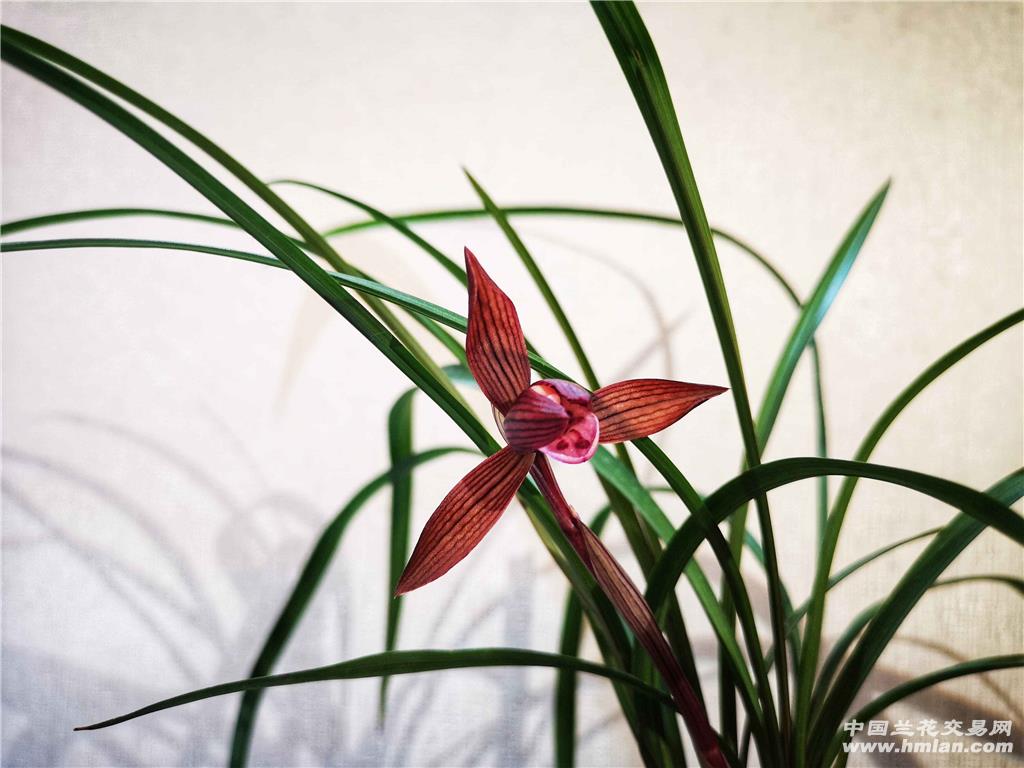 醉红花开迎元旦,来年红红火火,顺顺利利!-春兰篇-中国兰花交易网社区