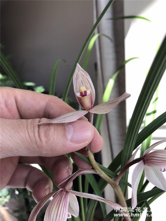 甸阳红荷一杆三花-莲瓣篇-中国兰花交易网社区