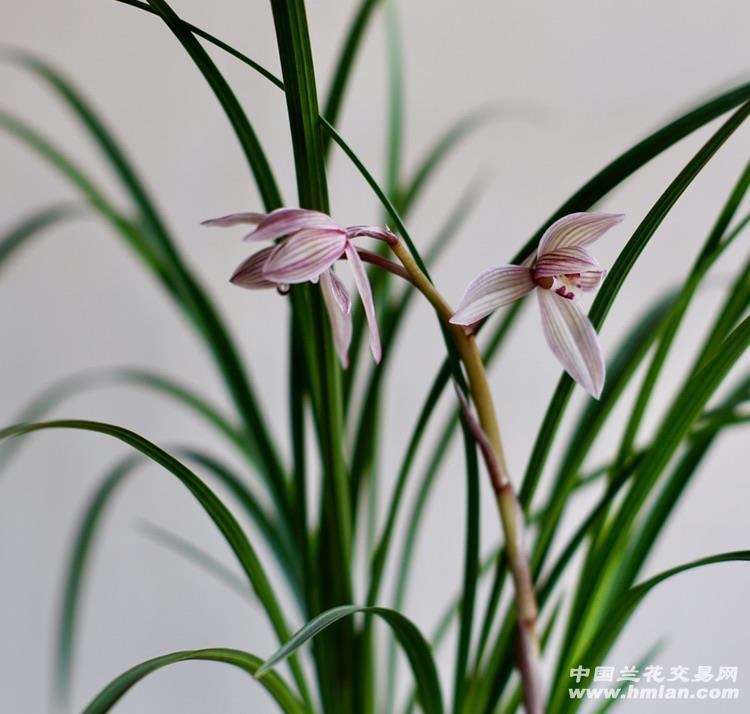 甸阳红荷一杆三花-莲瓣篇-中国兰花交易网社区